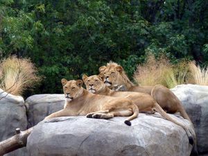 Preview wallpaper lions, lie down, stones, grass, predators