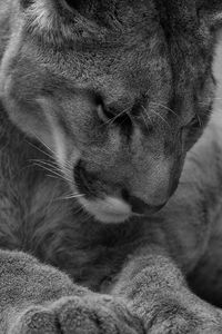 Preview wallpaper lions, lie, face, care, black and white