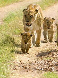 Preview wallpaper lions, lion cubs, cubs, walks