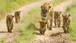 Preview wallpaper lions, lion cubs, cubs, walks