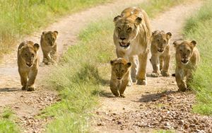 Preview wallpaper lions, lion cubs, cubs, walks
