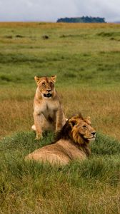 Preview wallpaper lions, lion, lioness, predators, wildlife
