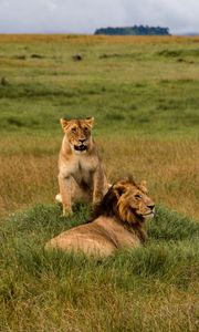 Preview wallpaper lions, lion, lioness, predators, wildlife