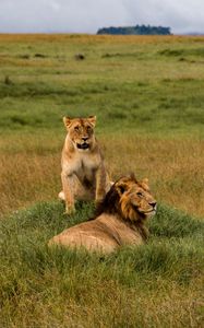 Preview wallpaper lions, lion, lioness, predators, wildlife