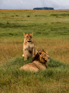 Preview wallpaper lions, lion, lioness, predators, wildlife