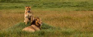 Preview wallpaper lions, lion, lioness, predators, wildlife