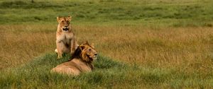 Preview wallpaper lions, lion, lioness, predators, wildlife