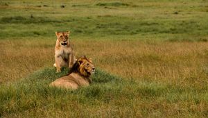 Preview wallpaper lions, lion, lioness, predators, wildlife