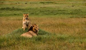 Preview wallpaper lions, lion, lioness, predators, wildlife