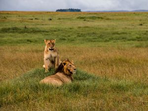 Preview wallpaper lions, lion, lioness, predators, wildlife