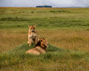 Preview wallpaper lions, lion, lioness, predators, wildlife