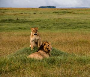 Preview wallpaper lions, lion, lioness, predators, wildlife