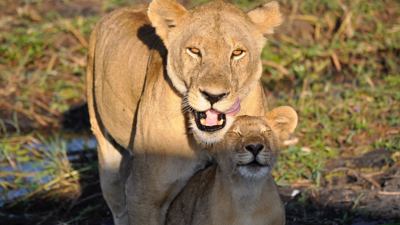 Wallpaper lions, lioness, lion cub, mom, cub, animals, predators