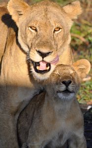 Preview wallpaper lions, lioness, lion cub, mom, cub, animals, predators