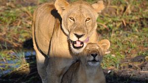 Preview wallpaper lions, lioness, lion cub, mom, cub, animals, predators