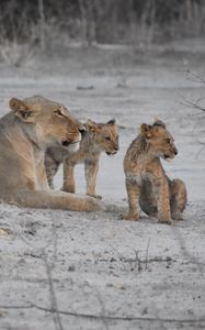 Preview wallpaper lions, lioness, lion cubs, mother, cubs, animals