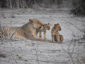 Preview wallpaper lions, lioness, lion cubs, mother, cubs, animals