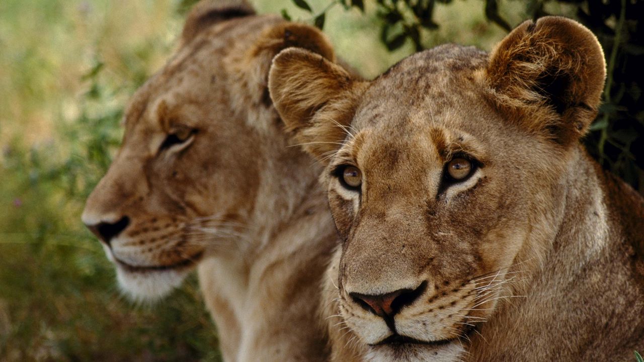 Wallpaper lions, muzzle, couple, predator