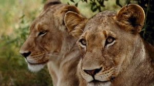 Preview wallpaper lions, muzzle, couple, predator