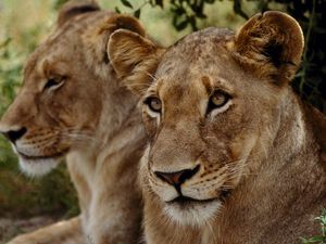 Preview wallpaper lions, muzzle, couple, predator