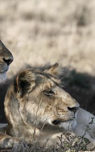 Preview wallpaper lions, muzzle, down, grass, shade