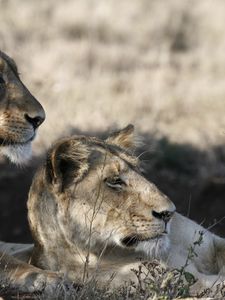 Preview wallpaper lions, muzzle, down, grass, shade