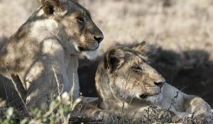 Preview wallpaper lions, muzzle, down, grass, shade