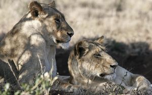 Preview wallpaper lions, muzzle, down, grass, shade