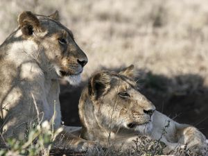 Preview wallpaper lions, muzzle, down, grass, shade