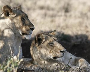 Preview wallpaper lions, muzzle, down, grass, shade