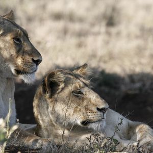 Preview wallpaper lions, muzzle, down, grass, shade