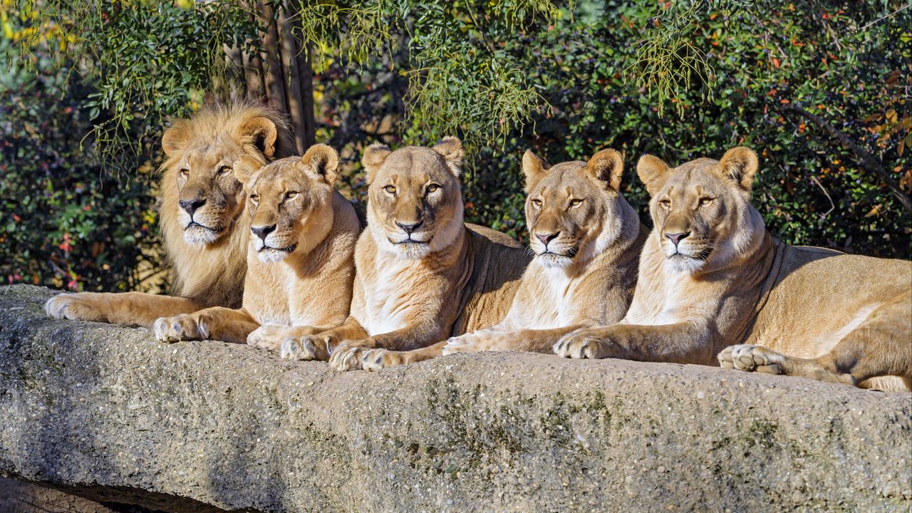Wallpaper lions, predator, big cat, animal, wildlife