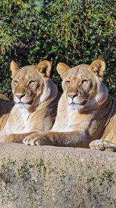 Preview wallpaper lions, predator, big cat, animal, wildlife
