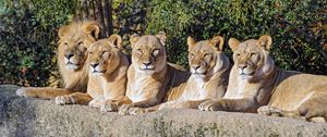 Preview wallpaper lions, predator, big cat, animal, wildlife