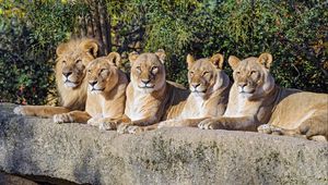 Preview wallpaper lions, predator, big cat, animal, wildlife