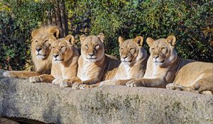 Preview wallpaper lions, predator, big cat, animal, wildlife