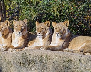 Preview wallpaper lions, predator, big cat, animal, wildlife