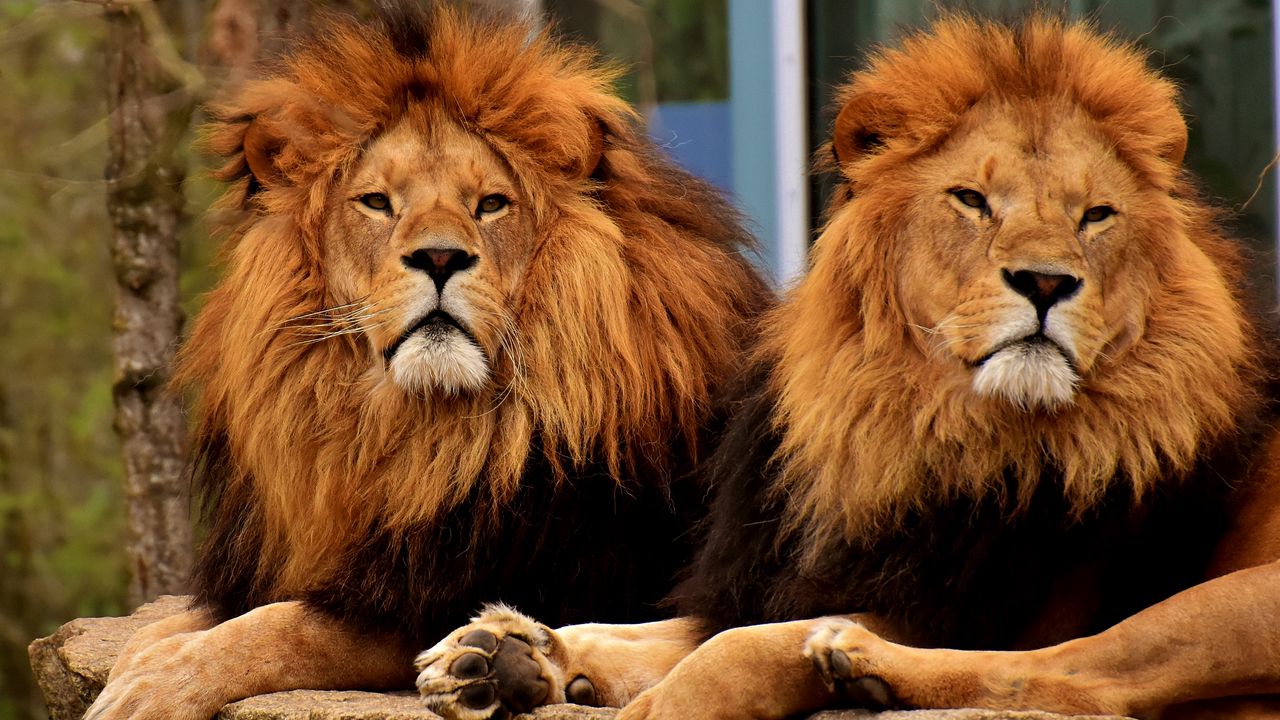 Wallpaper lions, predators, muzzle, mane, king of beasts