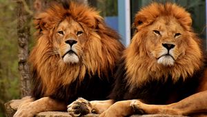 Preview wallpaper lions, predators, muzzle, mane, king of beasts