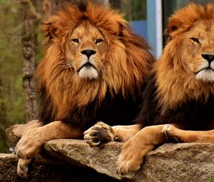 Preview wallpaper lions, predators, muzzle, mane, king of beasts
