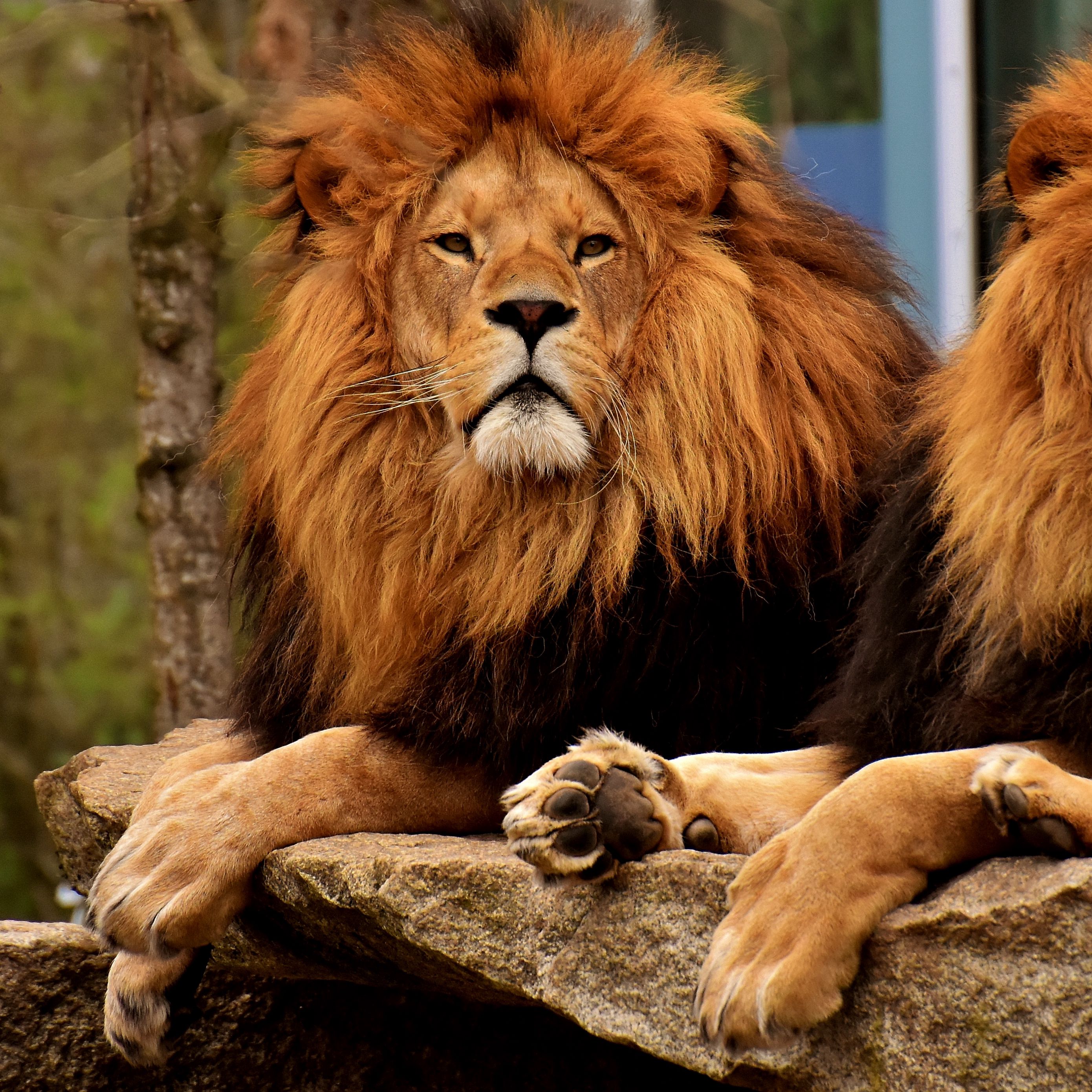 Download wallpaper 2780x2780 lions, predators, muzzle, mane, king of