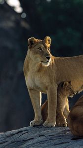 Preview wallpaper lions, rocks, down, family, hunting, predators