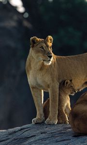 Preview wallpaper lions, rocks, down, family, hunting, predators