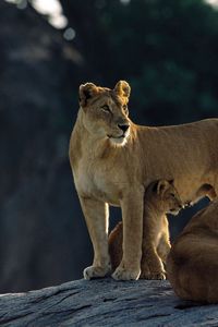 Preview wallpaper lions, rocks, down, family, hunting, predators