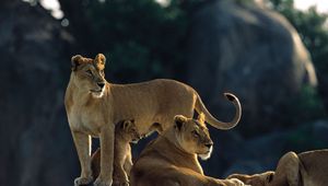 Preview wallpaper lions, rocks, down, family, hunting, predators