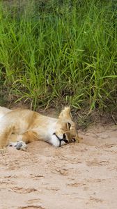 Preview wallpaper lions, sand, young, lying, grass