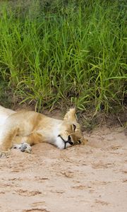 Preview wallpaper lions, sand, young, lying, grass