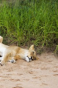 Preview wallpaper lions, sand, young, lying, grass