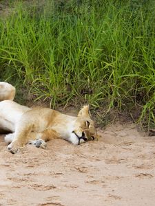 Preview wallpaper lions, sand, young, lying, grass