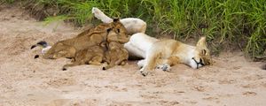 Preview wallpaper lions, sand, young, lying, grass